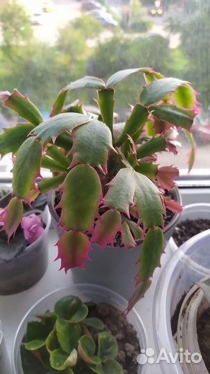 Цветы домашние и садовые