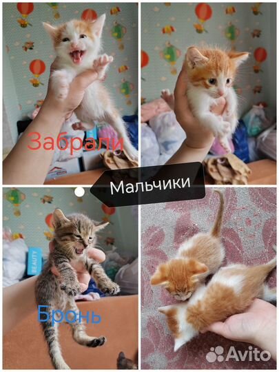 Котята в добрые руки