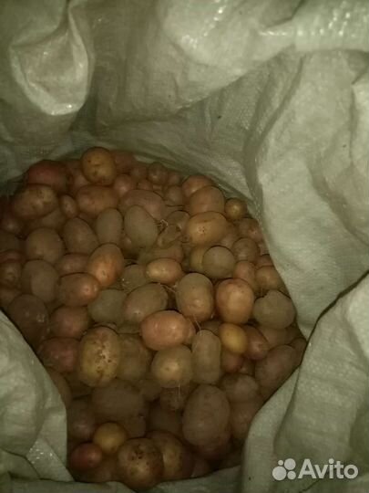 Картофель мелктй