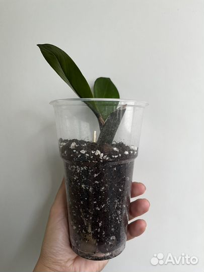 Замиокулькас