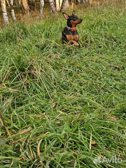 Кобель цвергпинчер вязка