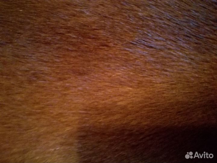 Шуба норковая с капюшоном 44 46 новая