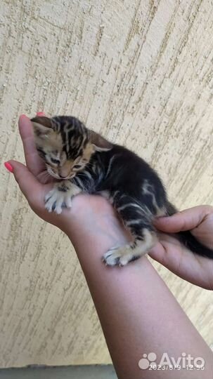 Бенгальские котята