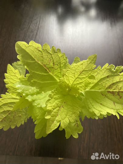 Колеусы, фиалки, замия, хойя