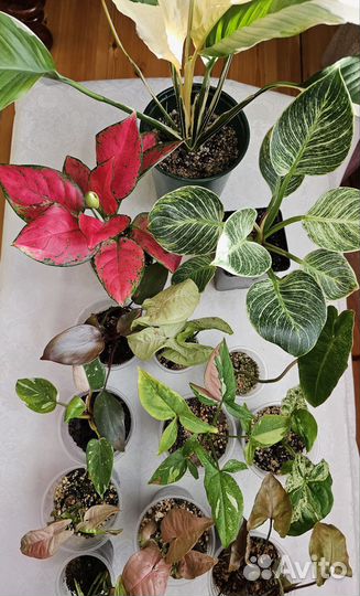 Филодендроны,аглаонема,спатик, сингониумы, фикус