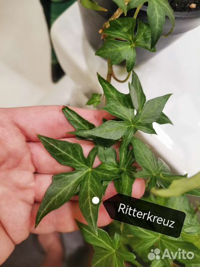 Плющ Хедера / Hedera Helix, более 40 сортов