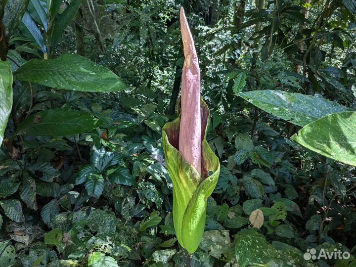 Amorphophallus Borneensis-в продаже сеянец