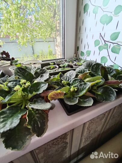 Фиалка мохровая бело-сереневая