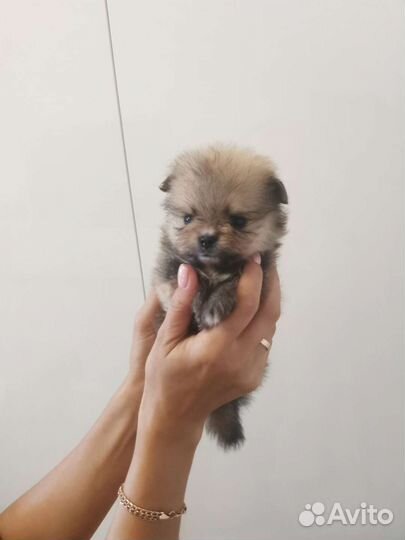 Щенки померанского шпица