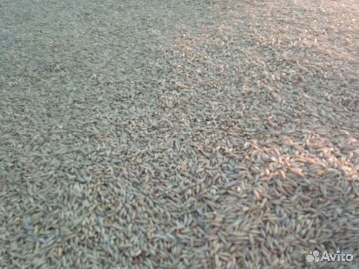 Пшеница Яровая