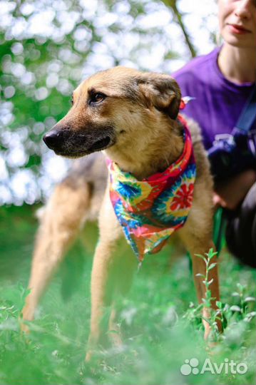 Собаке не место в новой жизни