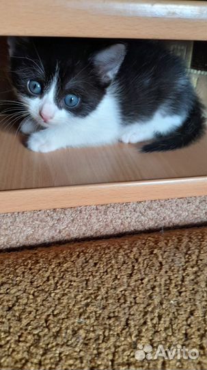 Отдам котят в добрые руки