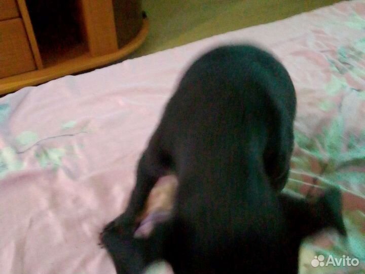 Той-терьер девочки