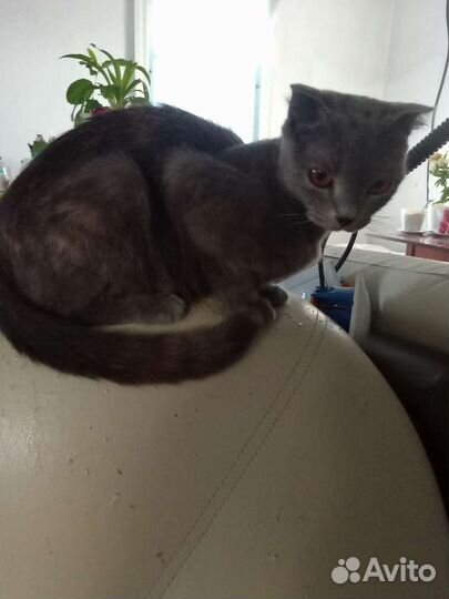 Котенок на Удачу- мальчик в дар, бесплатно