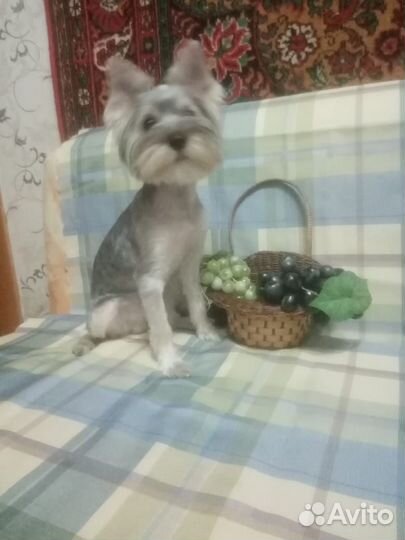 Йоркширский терьер щенки