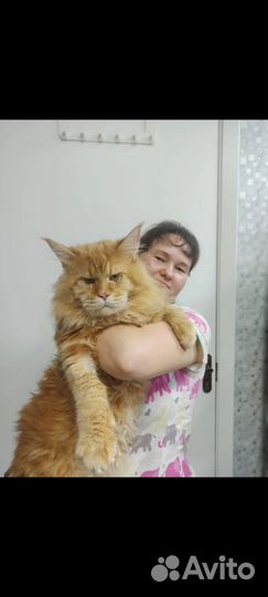 Кошка мейн-кун