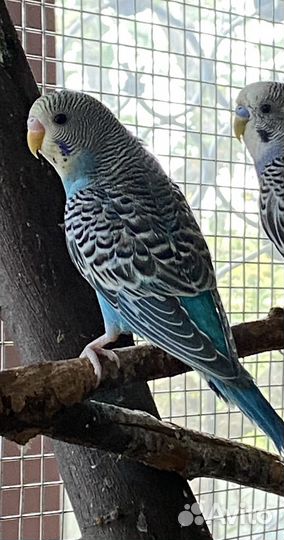 Волнистые попугаи