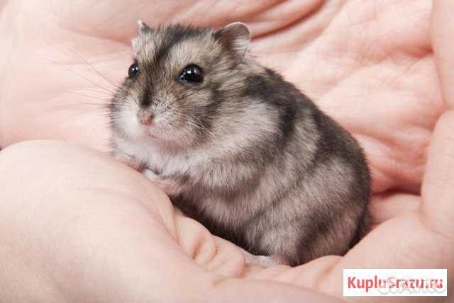 Новая клетка с джунгарским хомячком