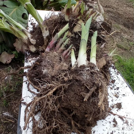 Садовые растения (хосты 5+1)