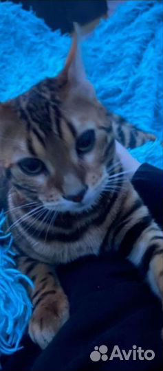 Бенгальская