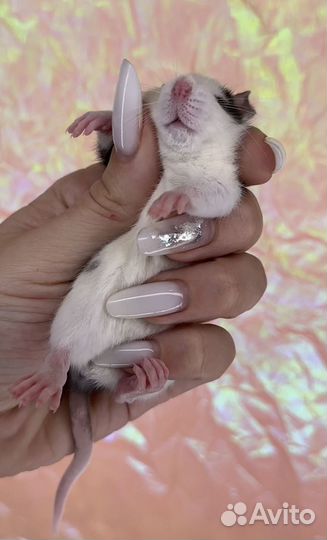 Крысята Дамбо. Крысята. Крыса девочка. Крысы