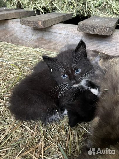 Отдам в добрые руки котят