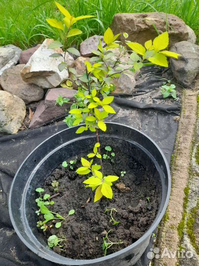 Спирея японская