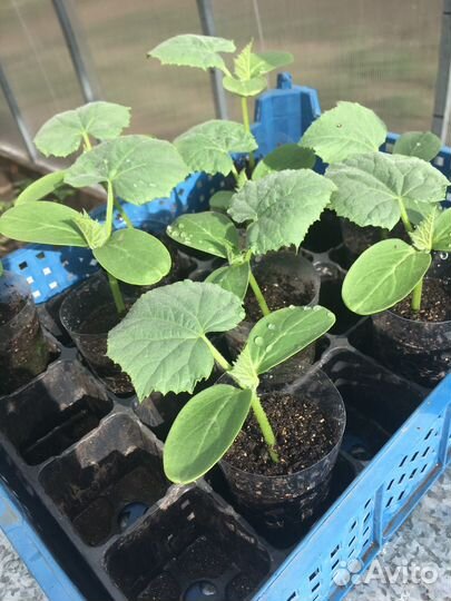Рассада перец, огурцы, помидор