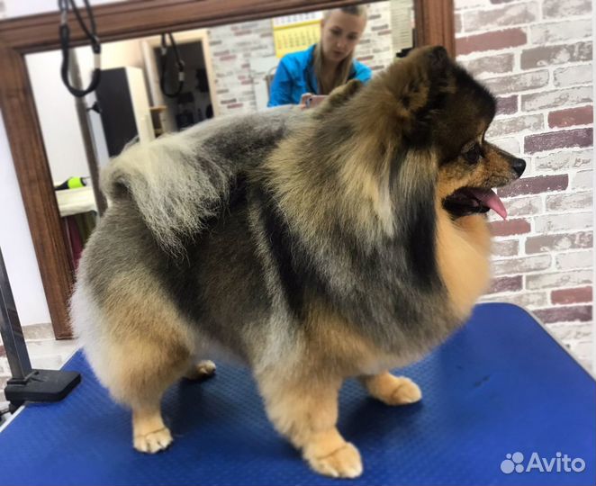 Профессиональный грумер, стрижка животных