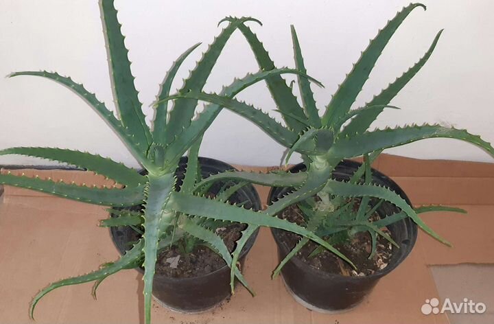 Алоэ старое