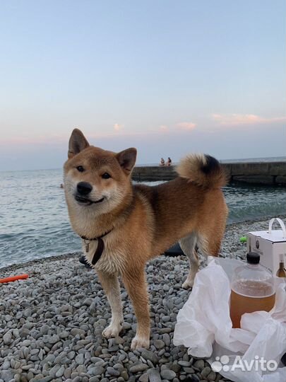 Кобель для вязки сиба ину