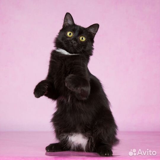 Котёнок девочка