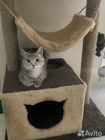 Кошка полгода девочка