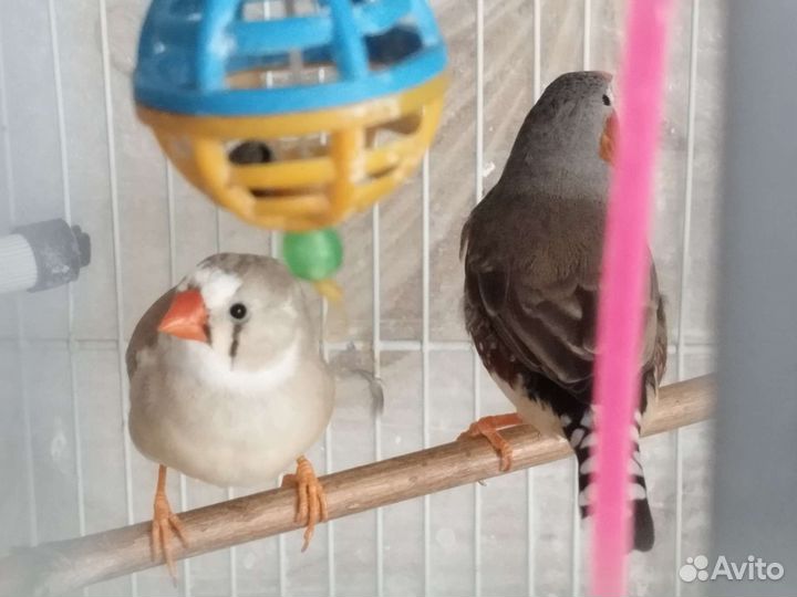 Пара зебровых амадин