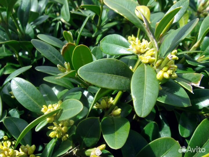 Самшит саженцы