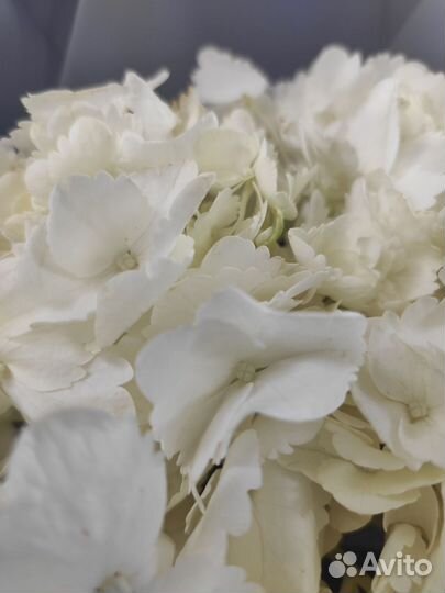 Букет из белой гортензия, цветы доставка