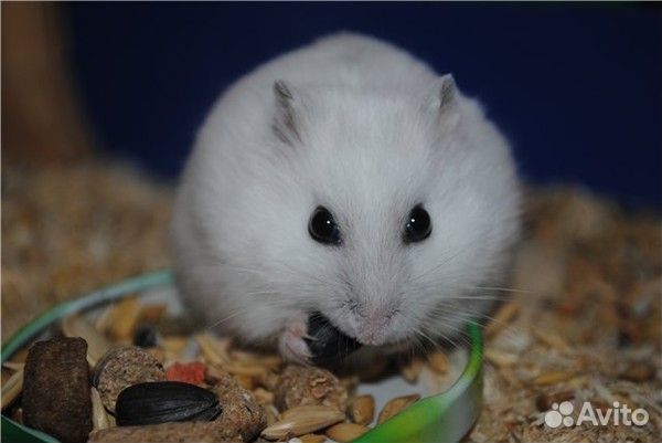 Джунгарики,сирийцы,есть клетки новые