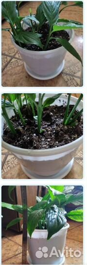 Спатифиллум