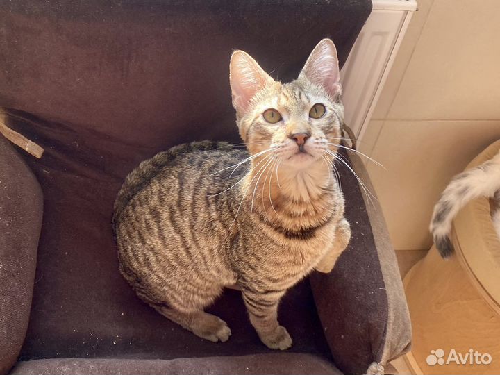 Чаузи котик Геракл