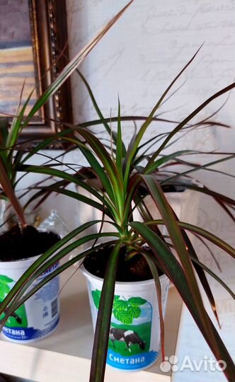 Пальма драцена, молодые укоренившиеся пальмочки