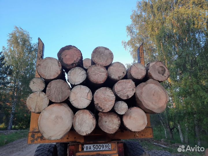 Ёлка кругляк пиловочник