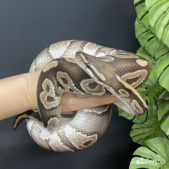 Змея взрослый самец mojave