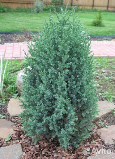 Можжевельник стрикта