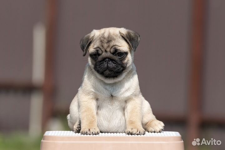 Щенки мопса