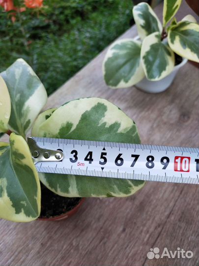 Пеперомия вариегатная