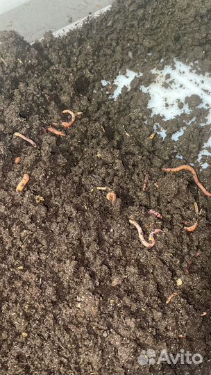 Черви дендробена