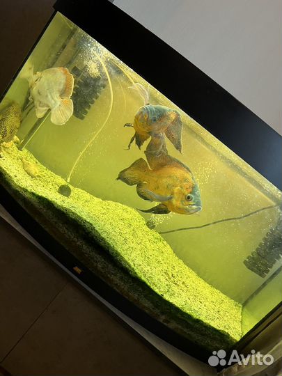 Аквариум с рыбами juwel vision 180л с тумбой