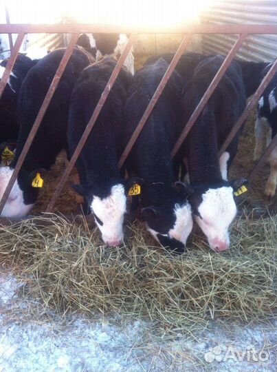 Бычки телята