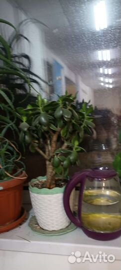 Цветочки комнатные