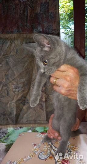 Котята русская голубая